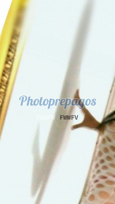 Roxana, escort en Chapinero